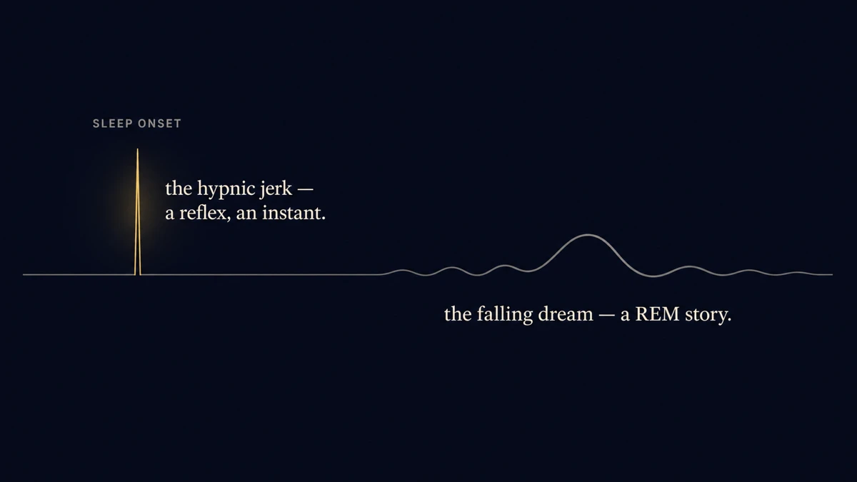 A sleep timeline contrasting two kinds of falling: a hypnic jerk — a sharp involuntary twitch in the first seconds of sleep onset — versus a narrative falling dream that unfolds later, during REM sleep.