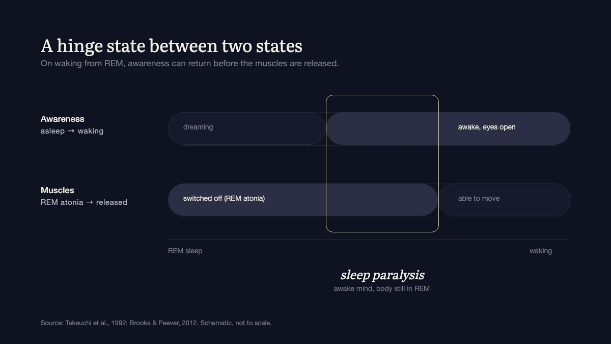 Diagram of two horizontal bands running from REM sleep to waking: awareness switches from dreaming to awake, while the muscles stay switched off in REM atonia a little longer. A gold outline marks the overlap, labeled sleep paralysis.